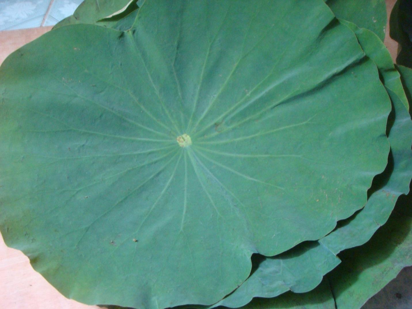 7-cach-tri-mun-tu-nhien